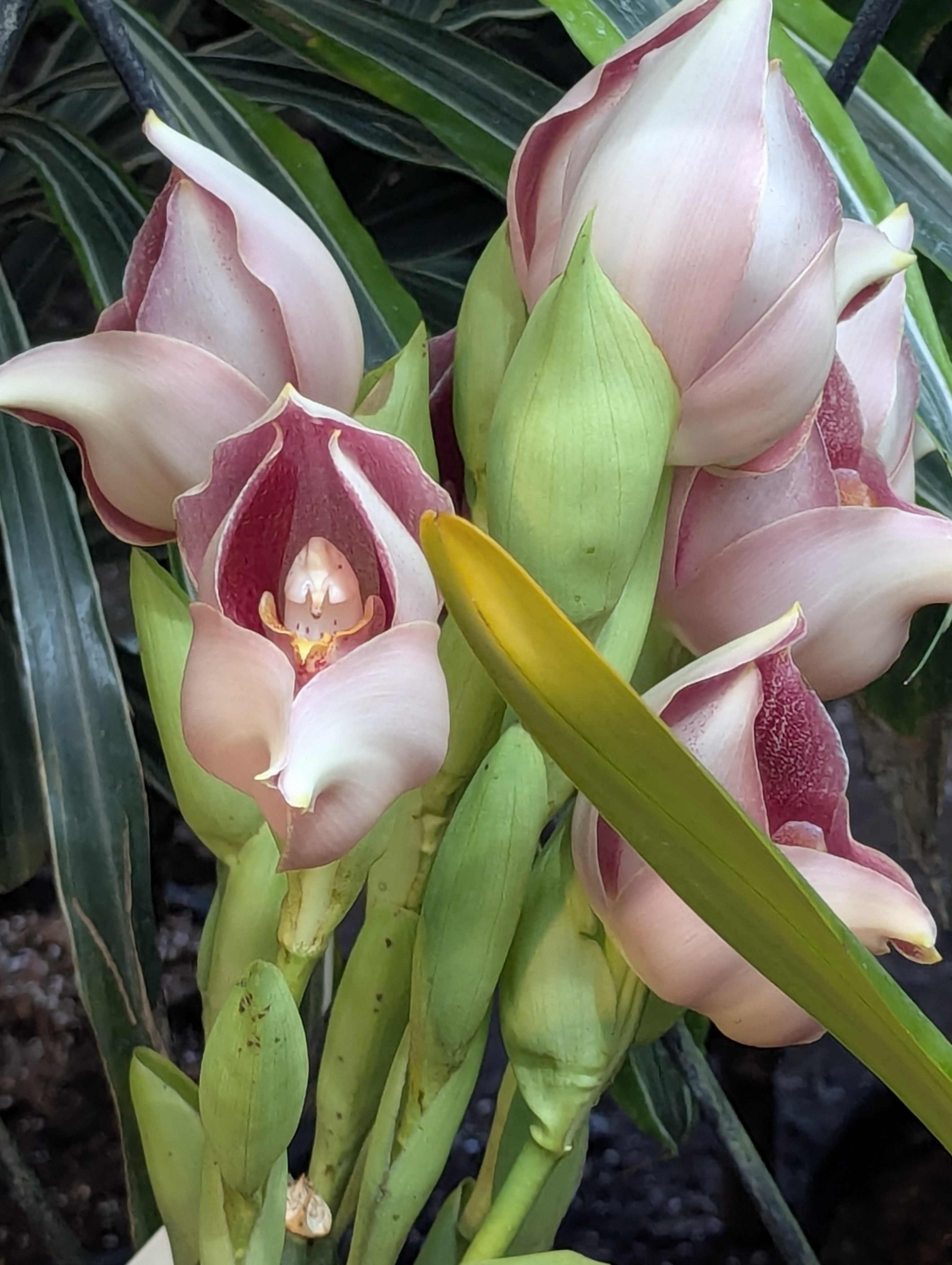 Birthday Trip to Canada, Edmonton, Pyramids, Muttart Observatory